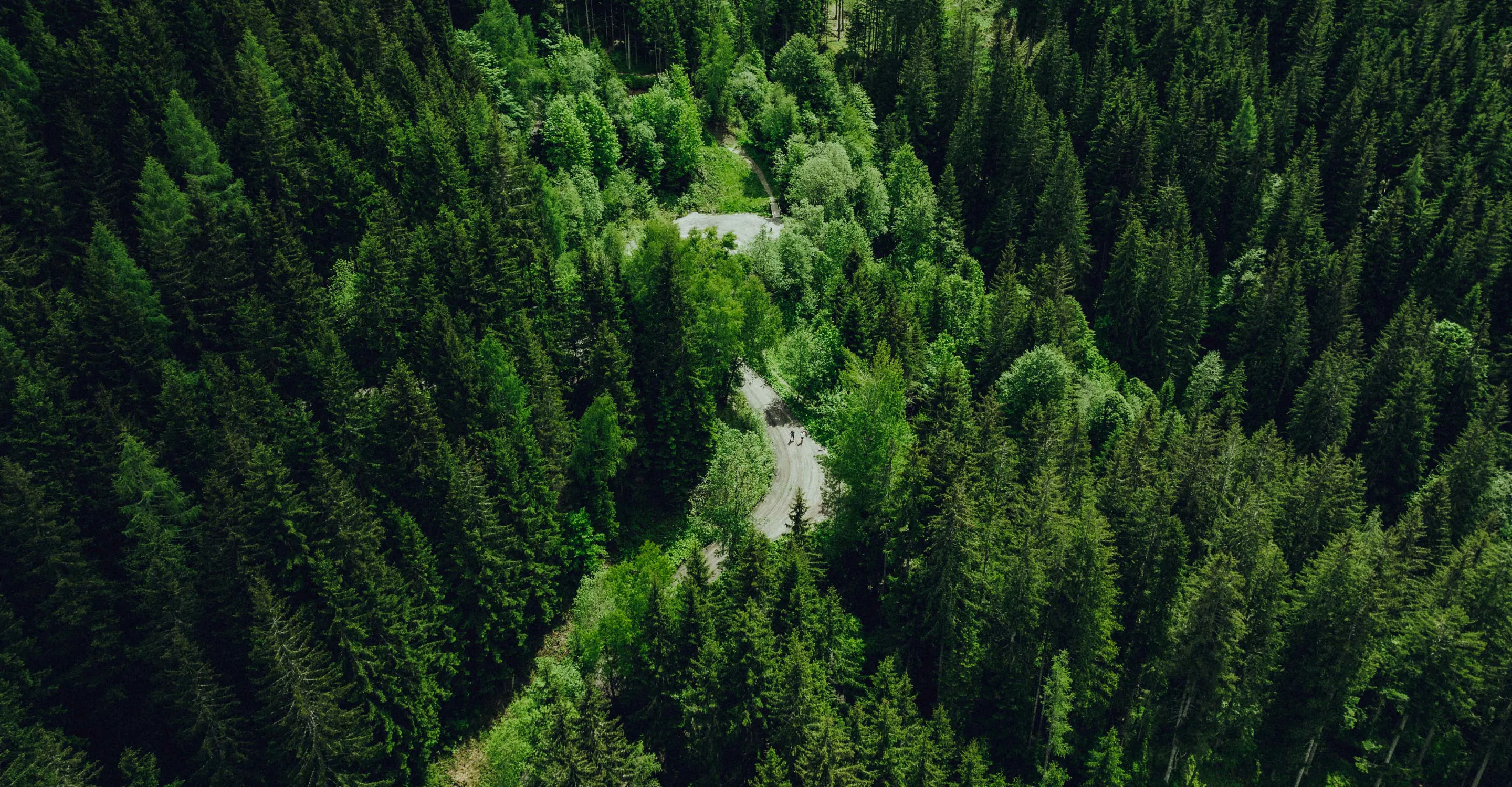 Kurvige Straße durch den Wald