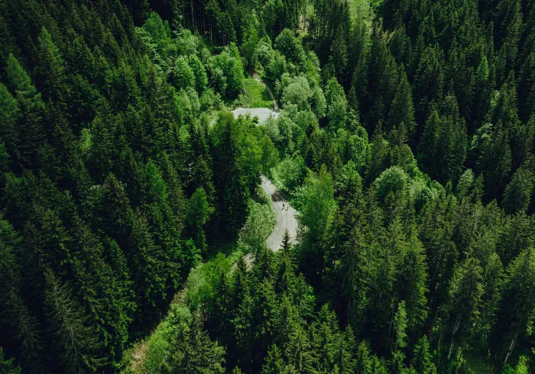 Luftaufnahme einer gewundenen Straße durch dichten grünen Wald