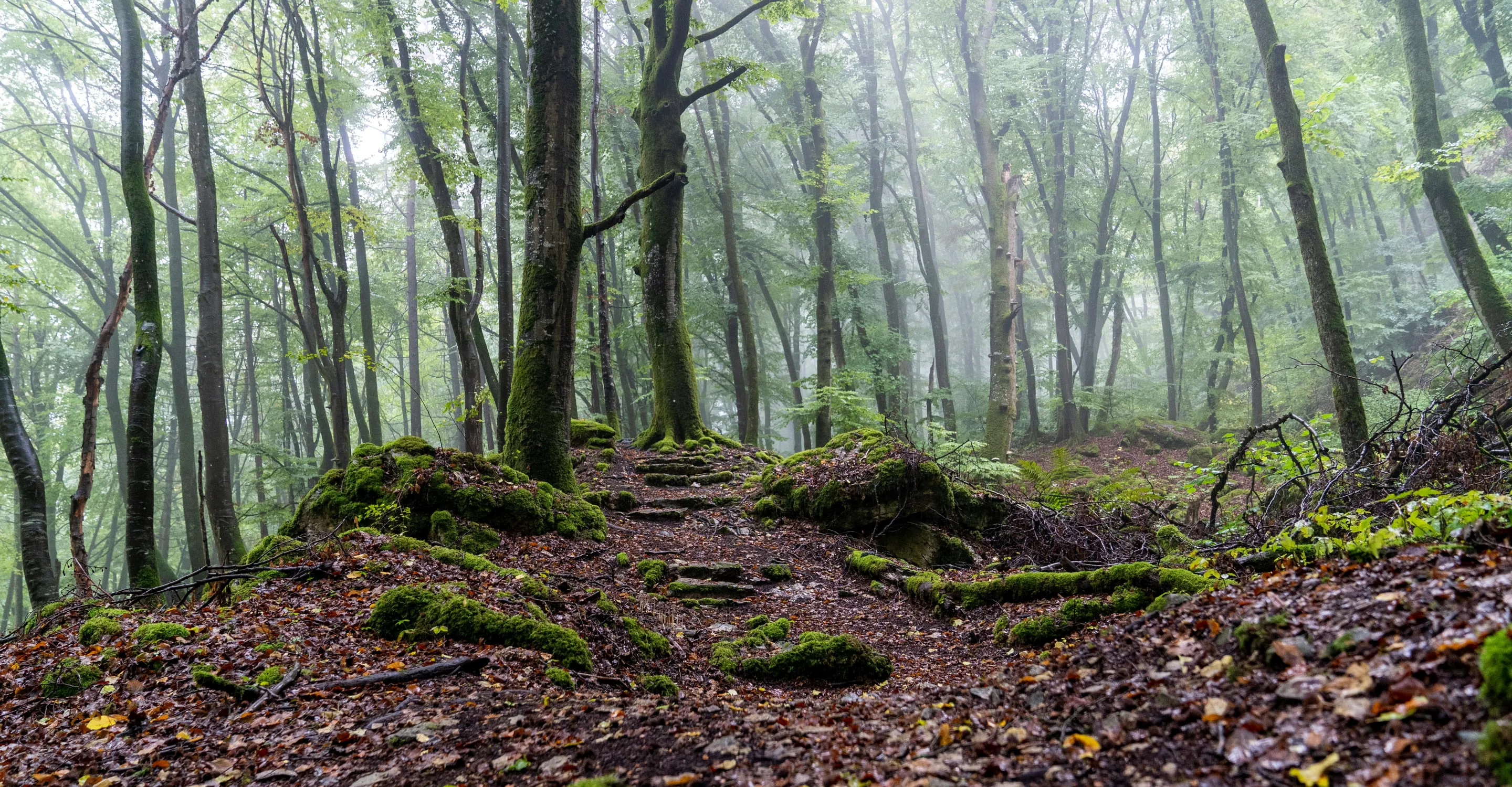 Nebeliger Waldweg mit üppigem Grün und moosbedecktem Boden