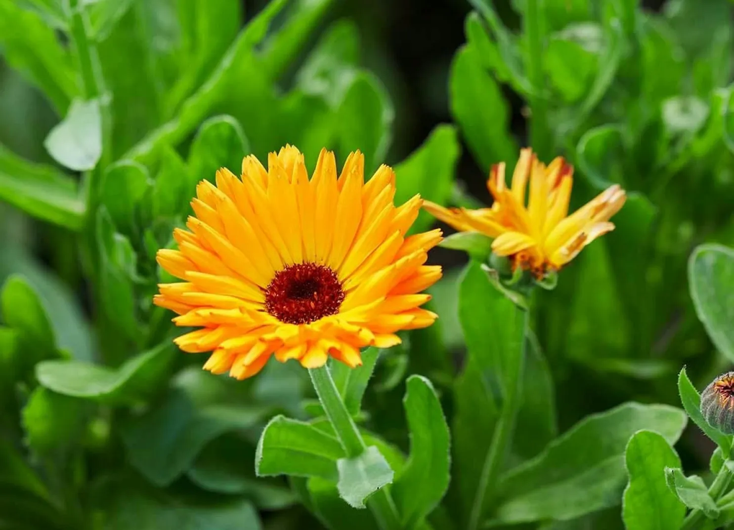 Leuchtend orangene Blumen vor grünem Laub.