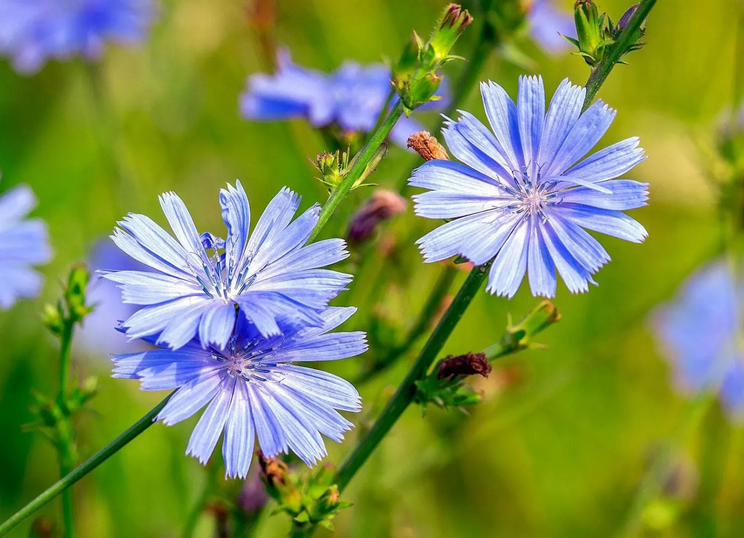 Blaue Blumen in einer grünen Wiese