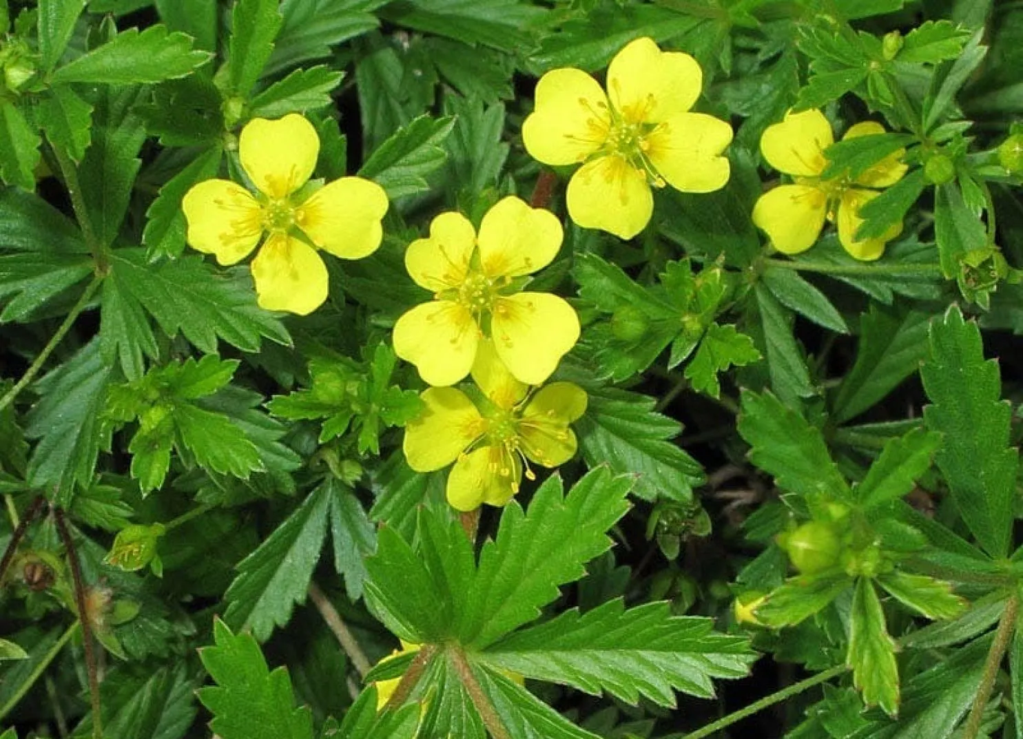 Gelbe Blüten mit grünen Blättern