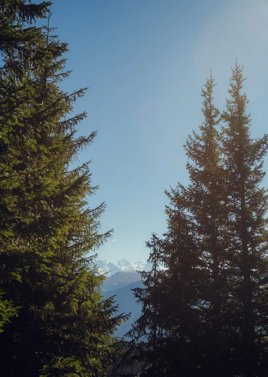 Blick durch Bäume auf Berge und blauen Himmel
