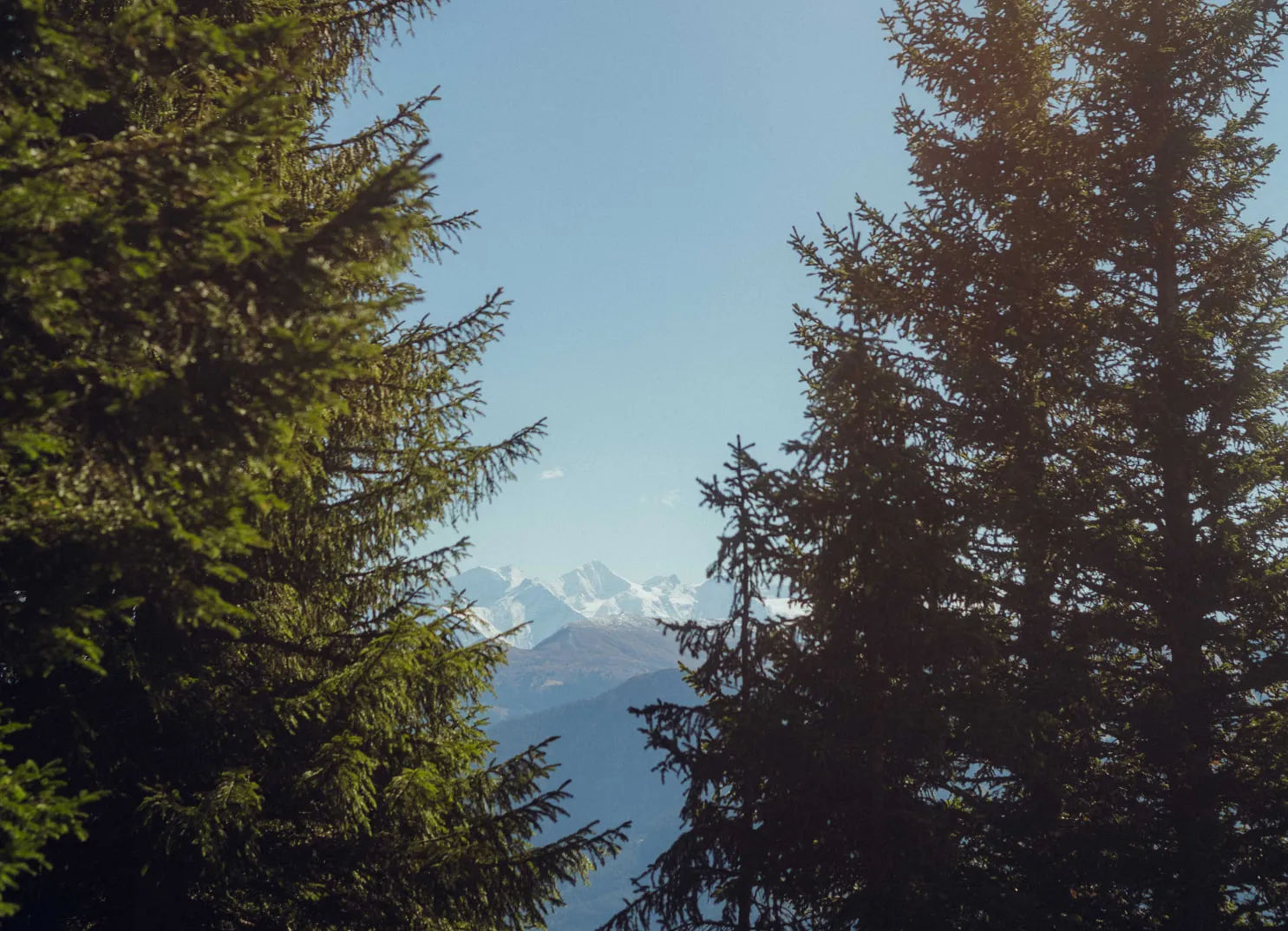 Blick durch Bäume auf schneebedeckte Berge