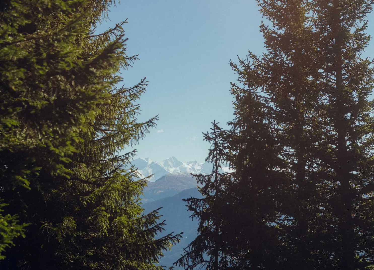 Blick durch Bäume auf schneebedeckte Berge