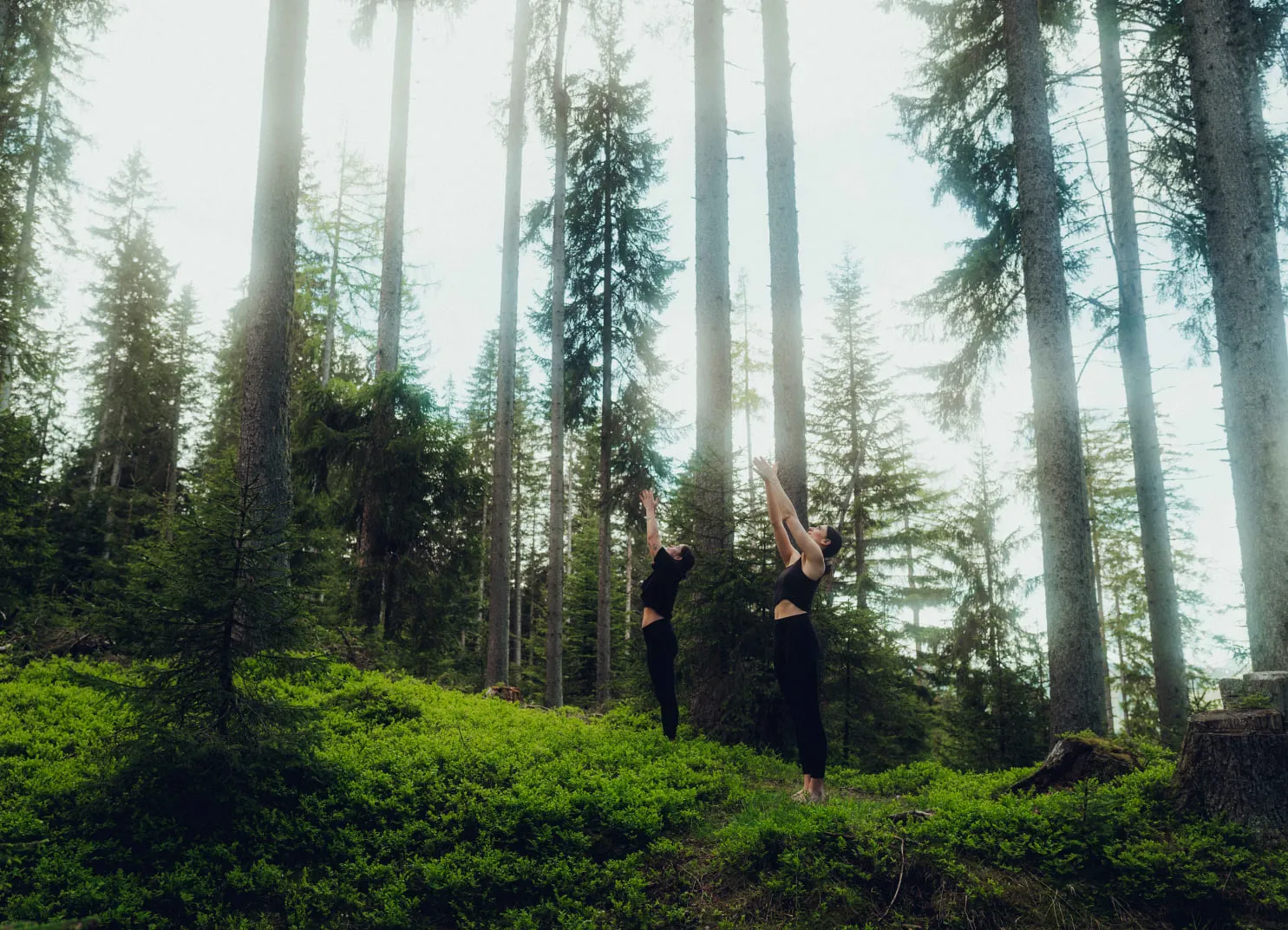 Zwei Personen praktizieren Yoga im Wald zwischen hohen Bäumen