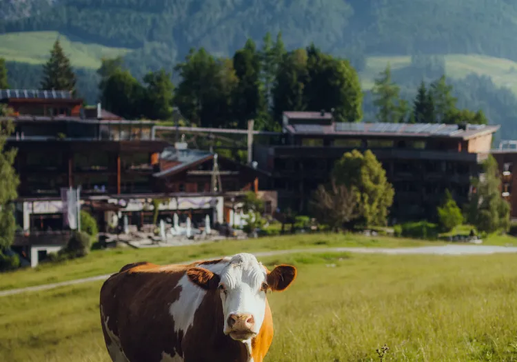 Eine Kuh steht auf einer Wiese vor einem modernen Gebäude.